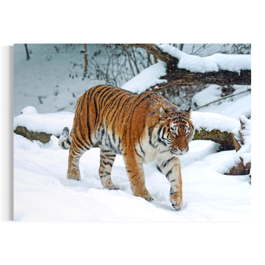 A tiger walking through deep snow in a winter forest scene, presented as a wall art print.