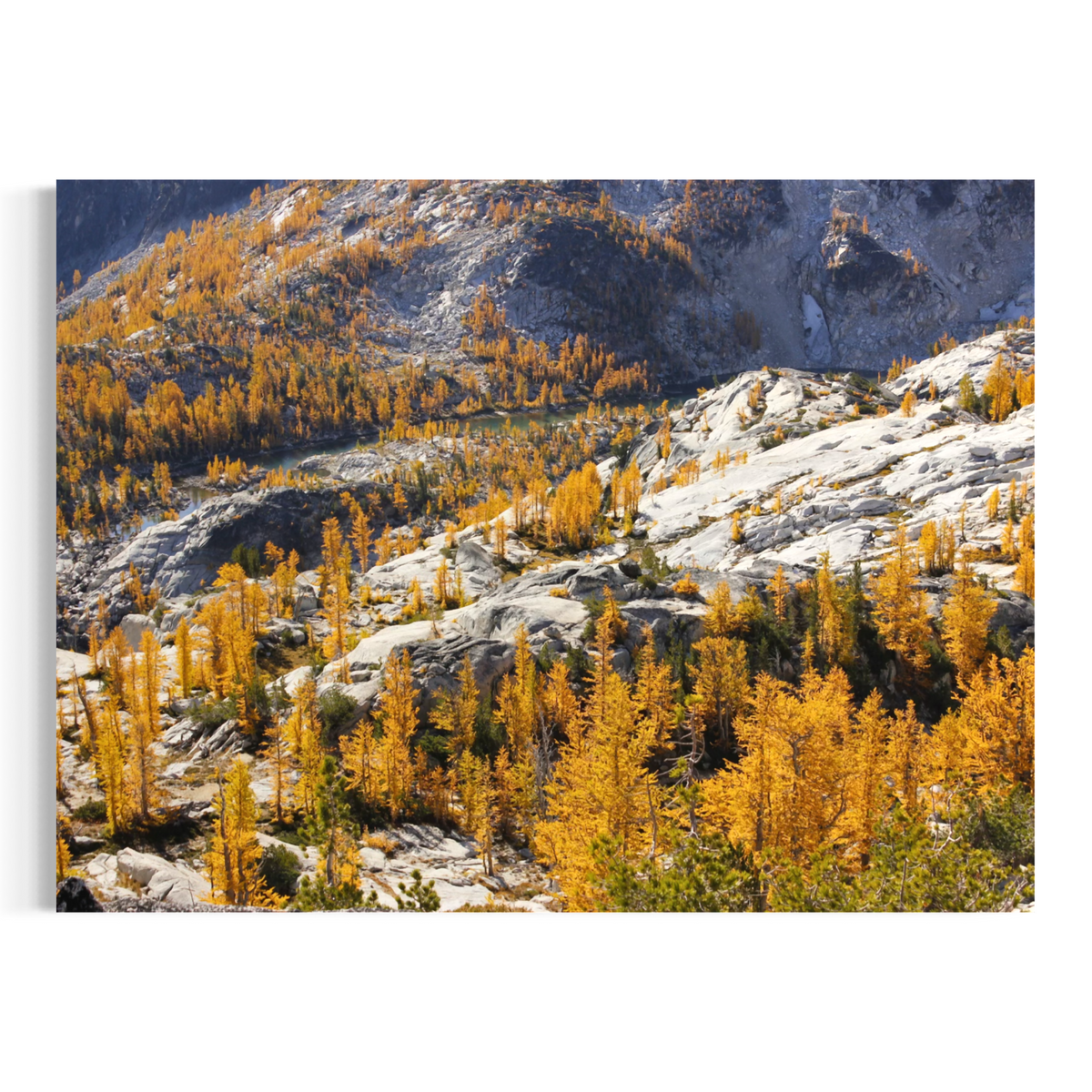 A wall art print showing a mountain landscape with rocky slopes and golden-yellow larchwood trees, photographed against a plain white background.
