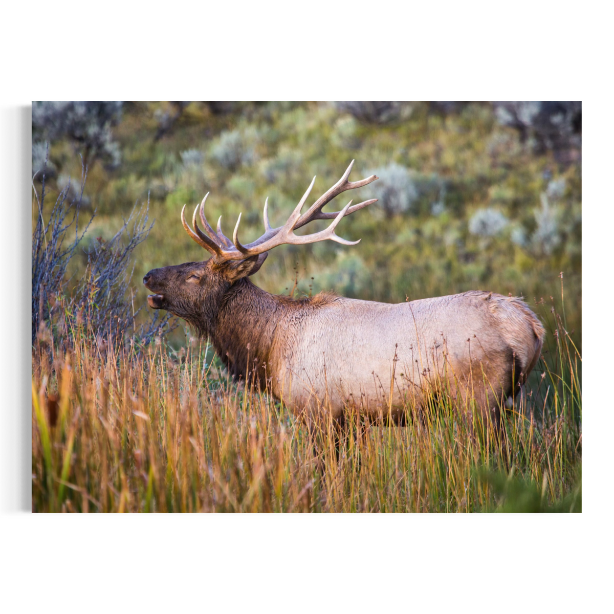 A wall art print of a large elk with antlers standing in a grassy field, shown in a photographic print or canvas against a white background.