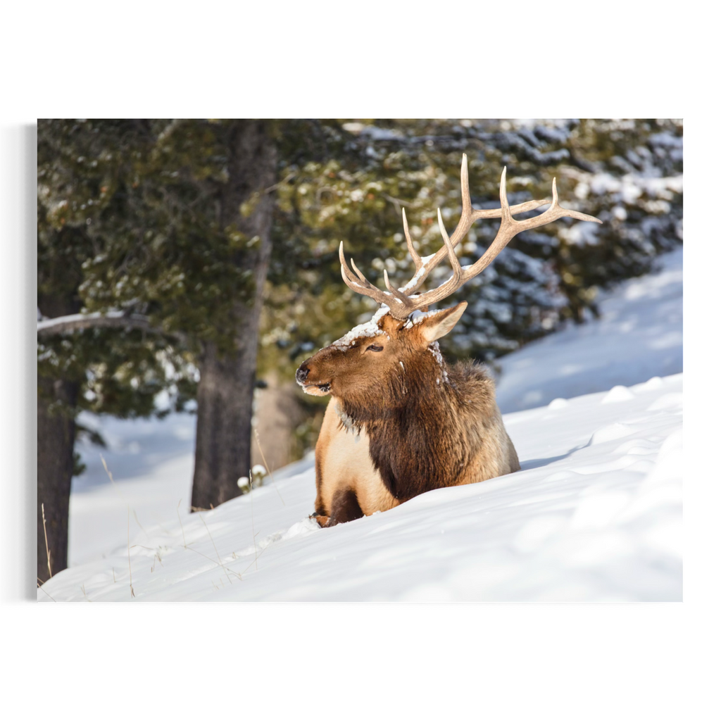 A wall art print of a bull elk with large antlers resting in deep snow, with evergreen trees in the background, presented as a horizontal photographic print on a white background.
