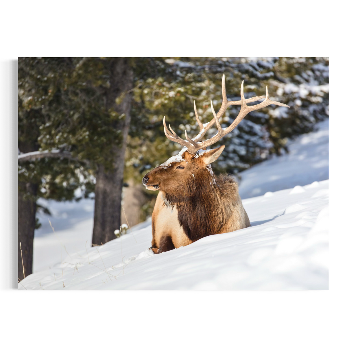 A wall art print of a bull elk with large antlers resting in deep snow, with evergreen trees in the background, presented as a horizontal photographic print on a white background.