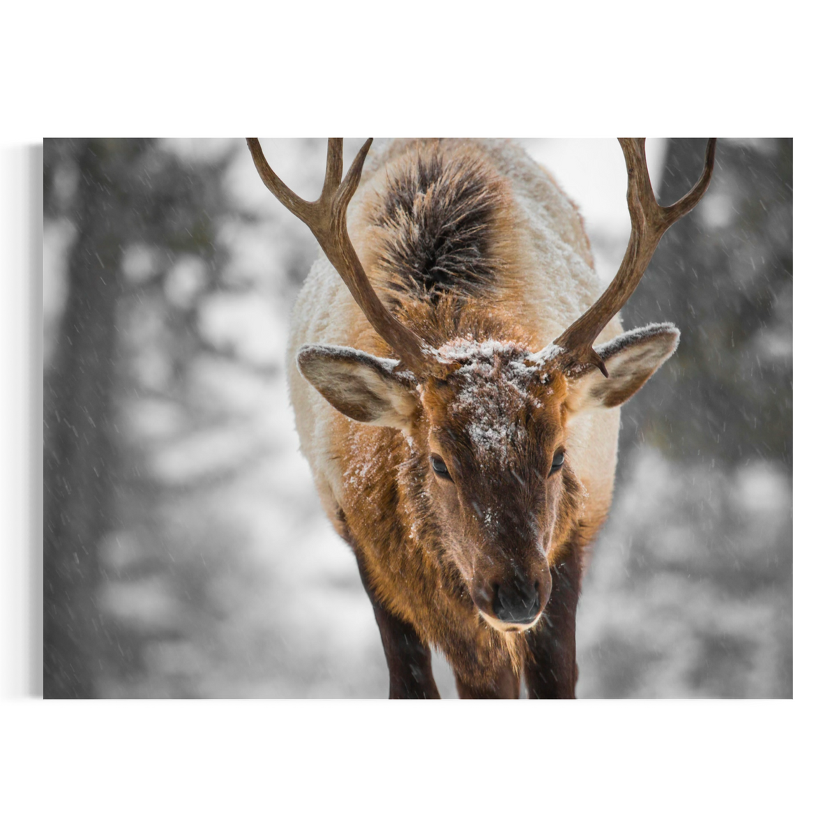 A canvas wall art print featuring a close-up photograph of an elk deer with large antlers standing in the snow. The background of the print is a soft, desaturated gray forest, and the canvas is shown hanging against a clean white wall.