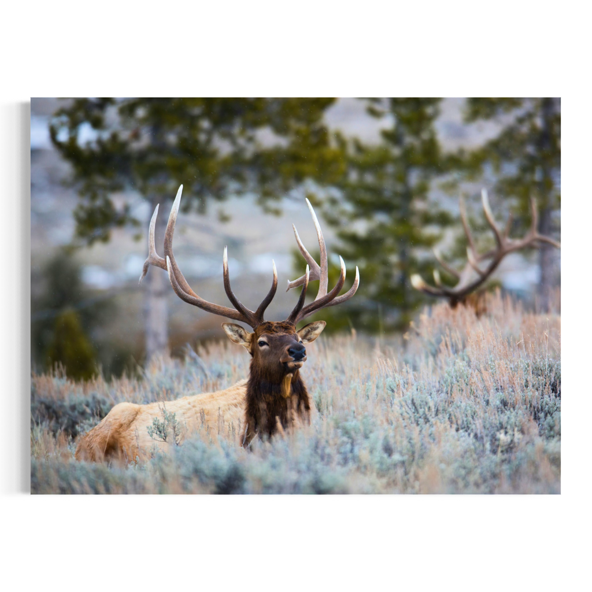 A bull elk with large antlers rests in a grassy field with sagebrush and blurred trees in the background, presented as wall art on a white background.