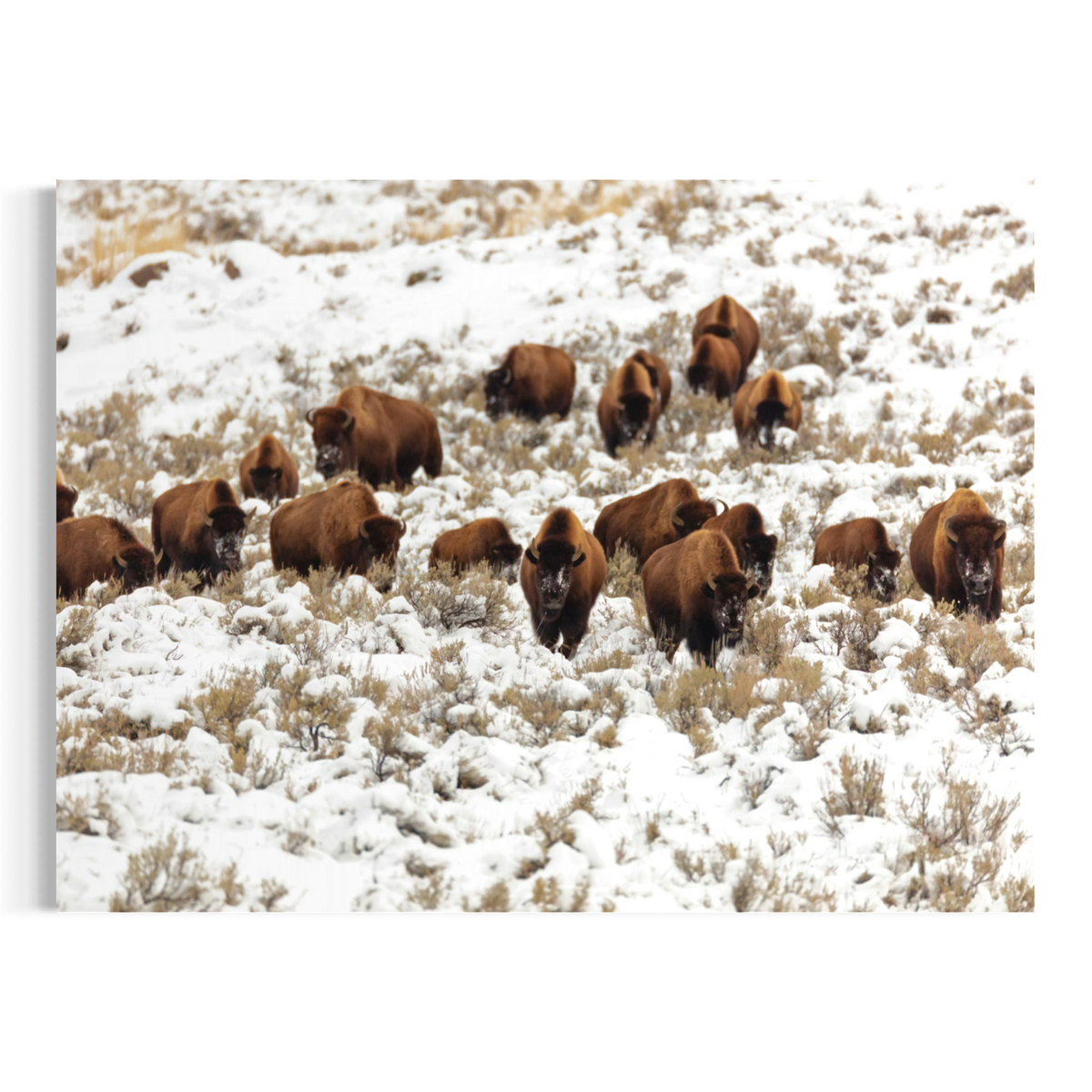 A rectangular wall art print showing a herd of brown bison walking through a snowy, grassy landscape, displayed against a plain white background.