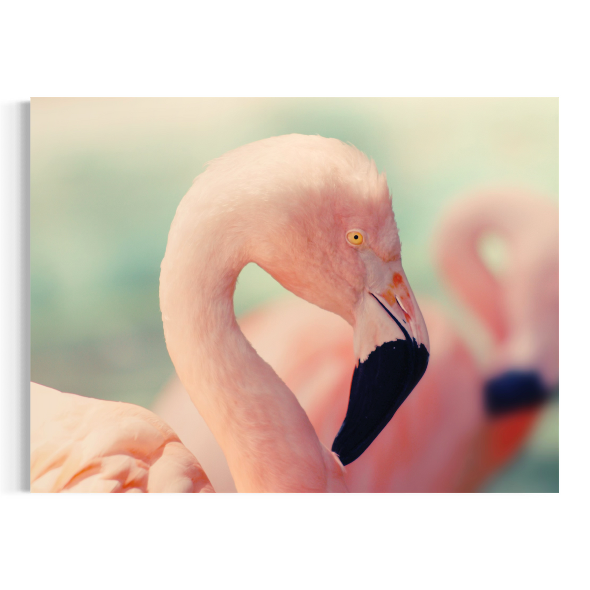 A wall art print featuring a close-up photograph of a pink flamingo with a black-tipped beak, shown against a soft blurred tropical background. The print is presented on a clean white background.