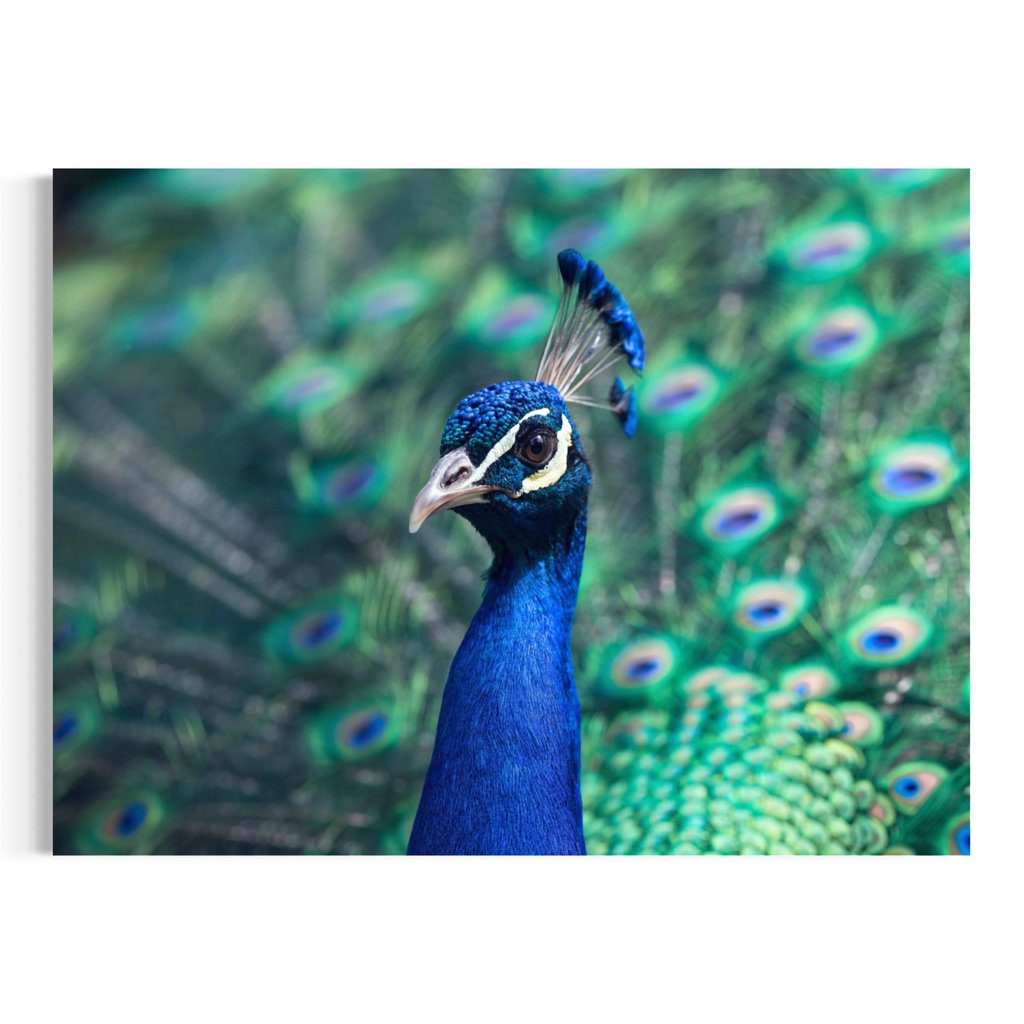 A close-up photographic print of a peacock with vivid blue neck and crest and a green peacock-feathered tail filling the background, shown against a white surround.