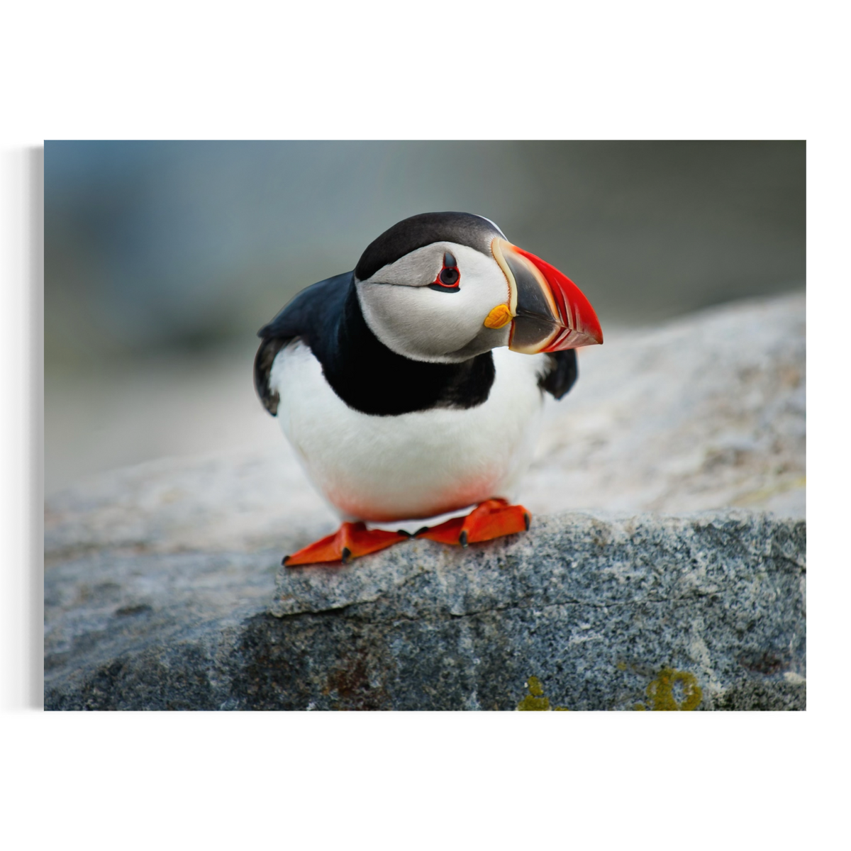 A wall art print or canvas showing a close-up puffin standing on a gray rock, photographed against a clean white background.