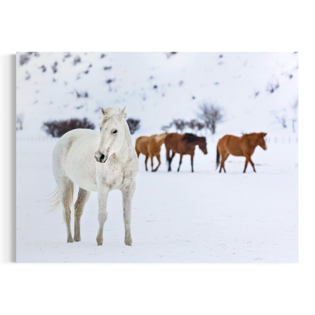 A wall art print showing a snowy landscape with a white horse in the foreground and three brown horses standing in the background, displayed against a light gray wall.