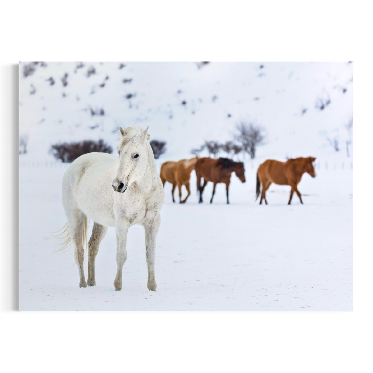 A wall art print showing a snowy landscape with a white horse in the foreground and three brown horses standing in the background, displayed against a light gray wall.