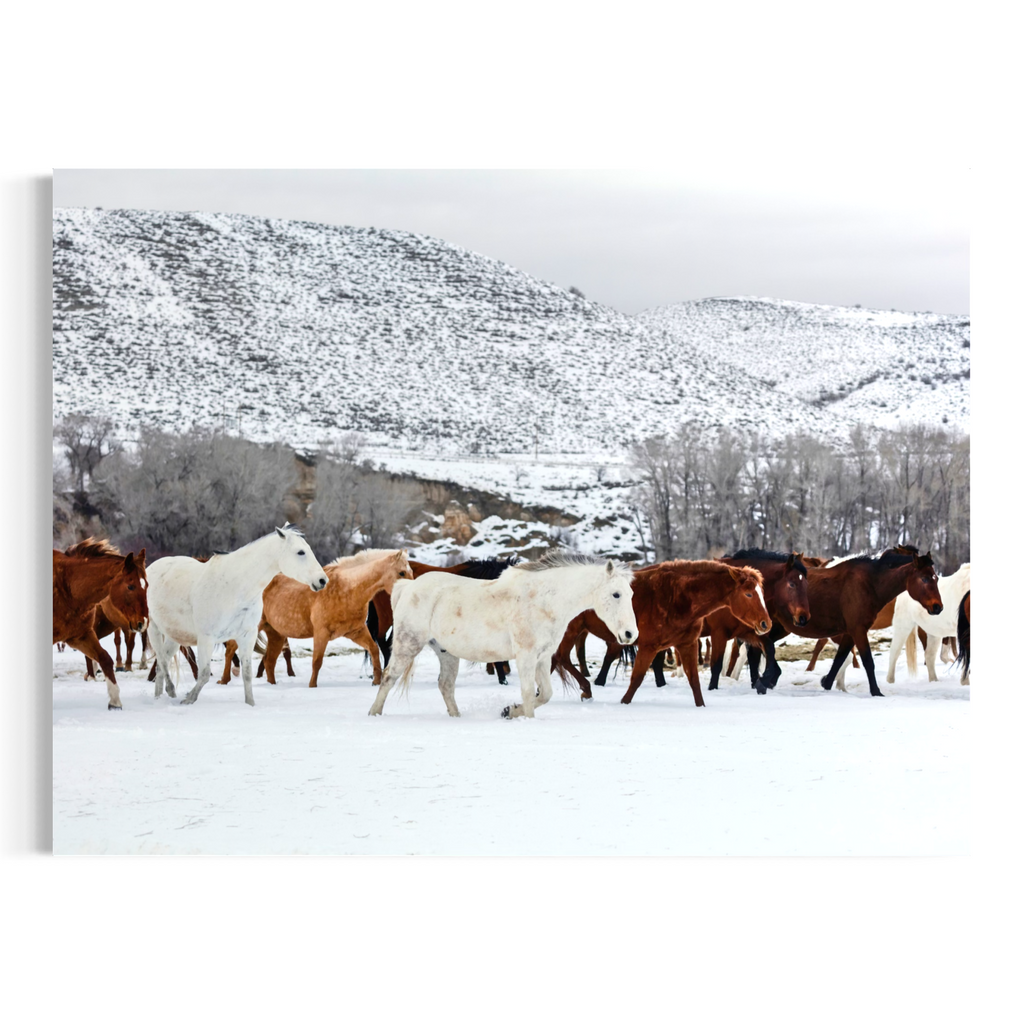 A canvas wall art print depicting a herd of horses, including white, brown, and black horses, running through a snowy field with snow-dusted mountains in the background.