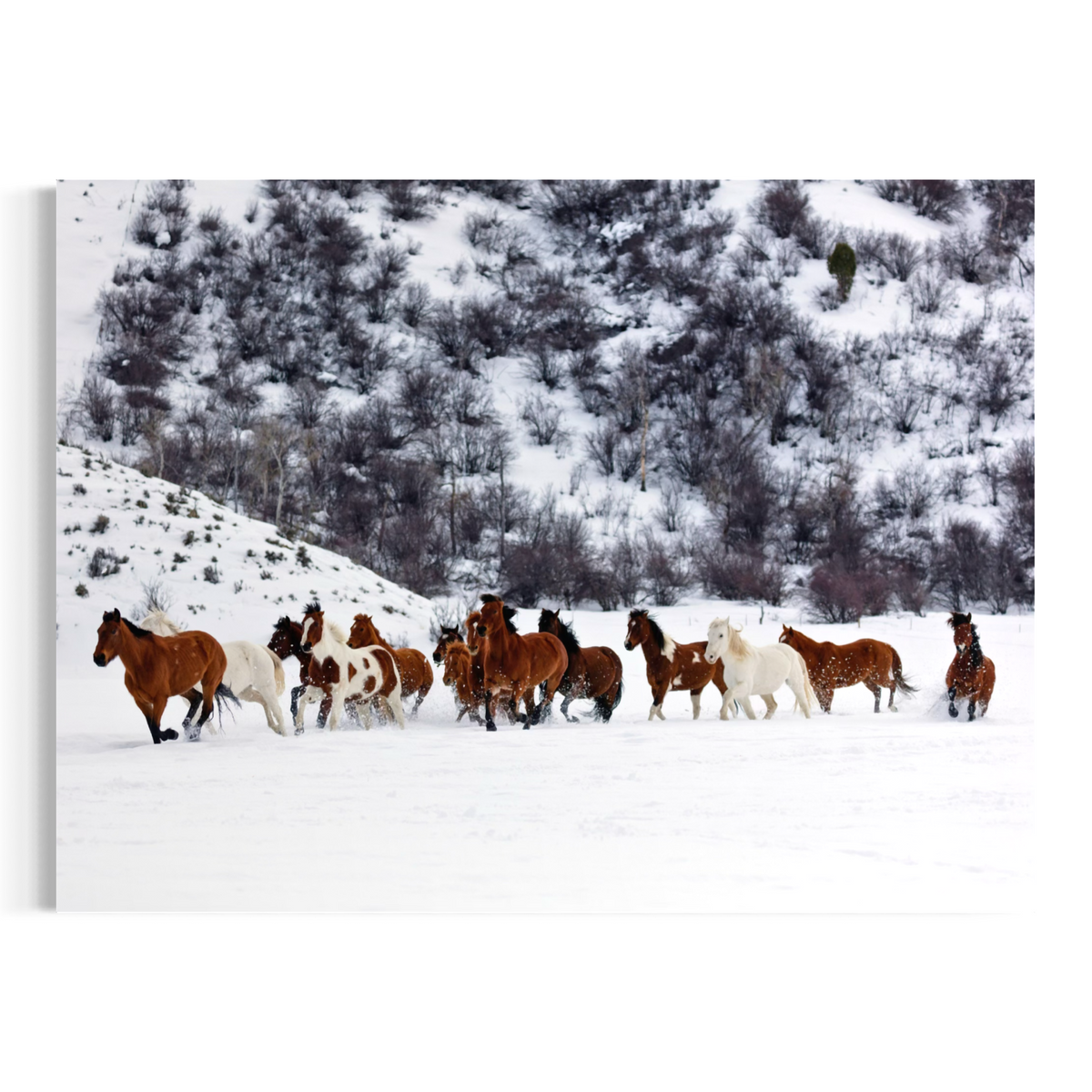 A photographic print or canvas wall art showing a herd of wild horses running across a snowy landscape with a snow-covered hillside in the background.