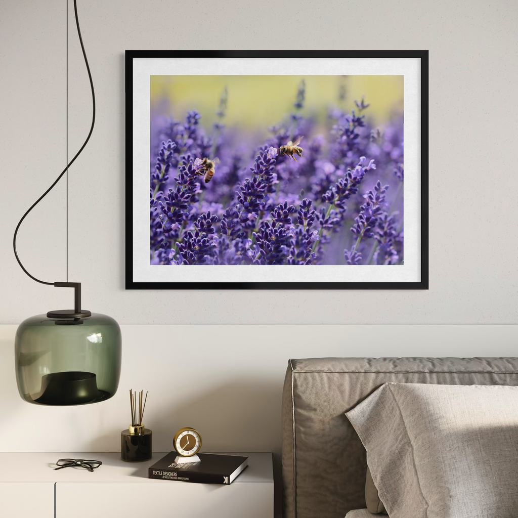 Des abeilles parmi la lavande