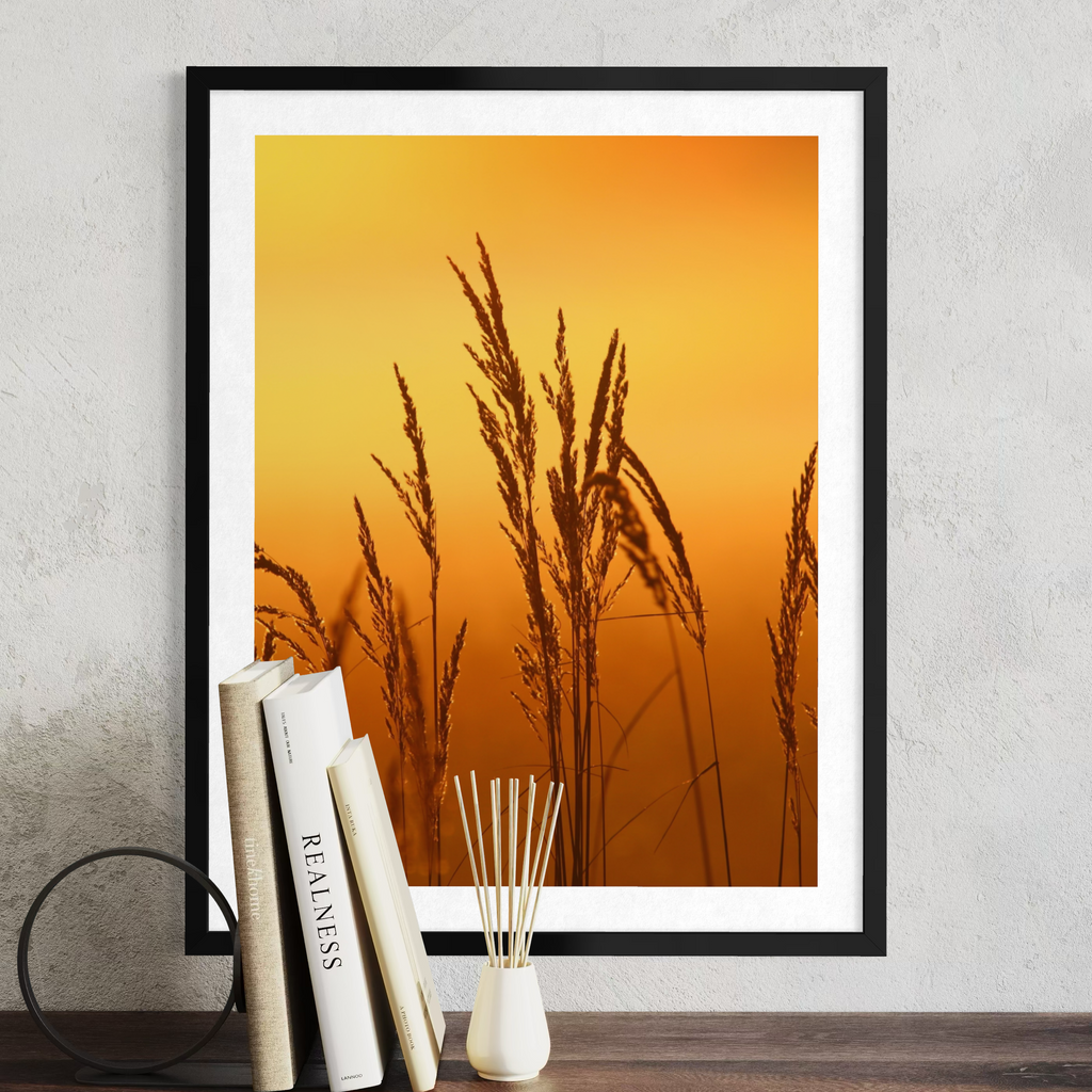 Sunset Reeds