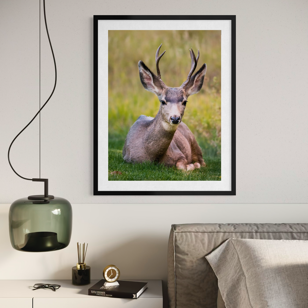 California Mule Deer