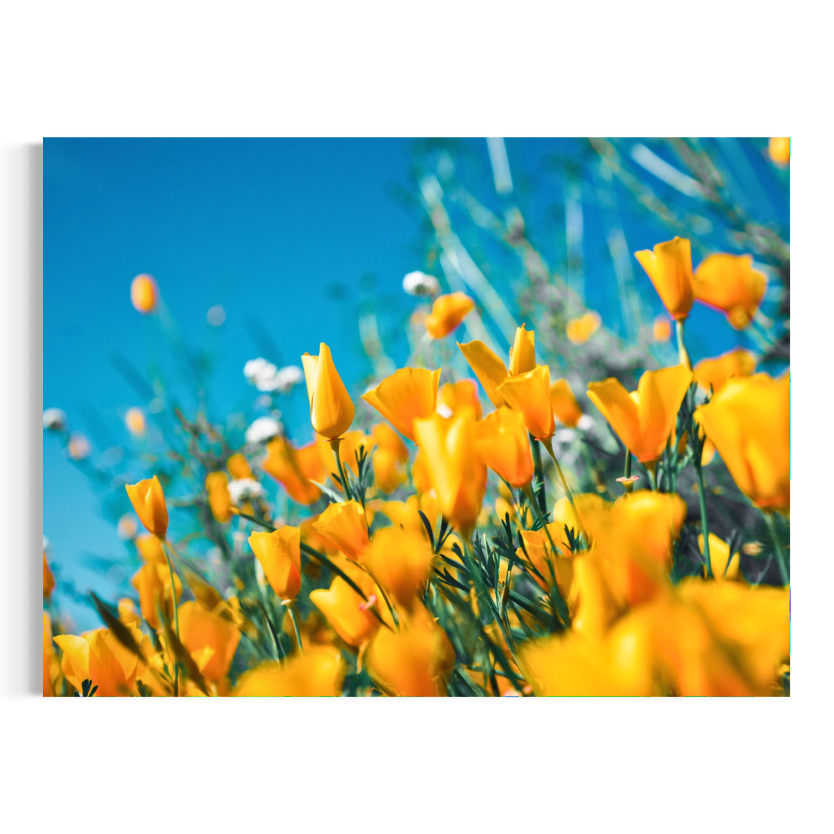Skybound Blooms