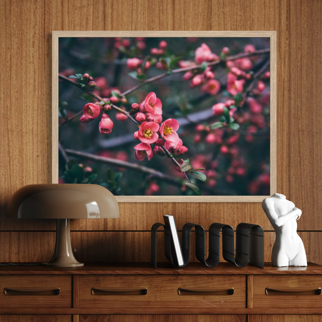 Sakura in Bloom
