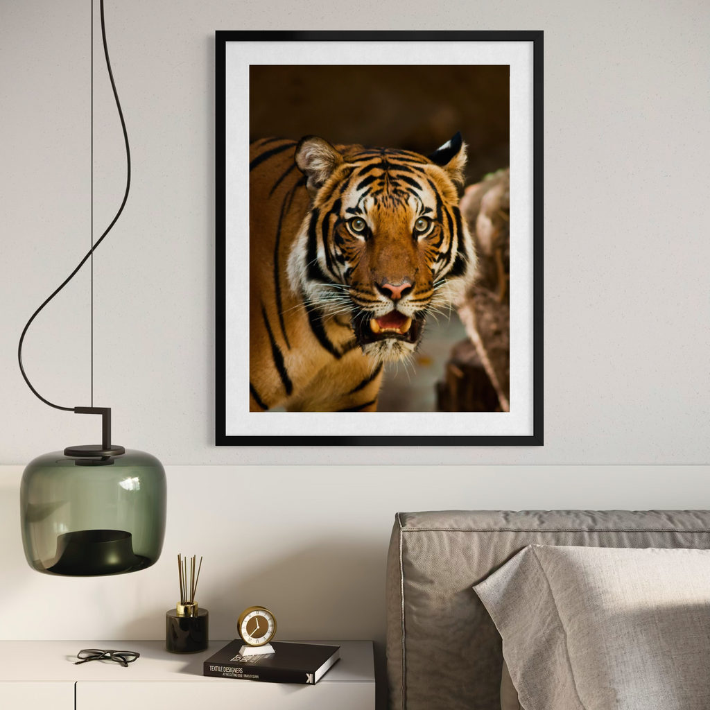 Intense Gaze of a Tiger