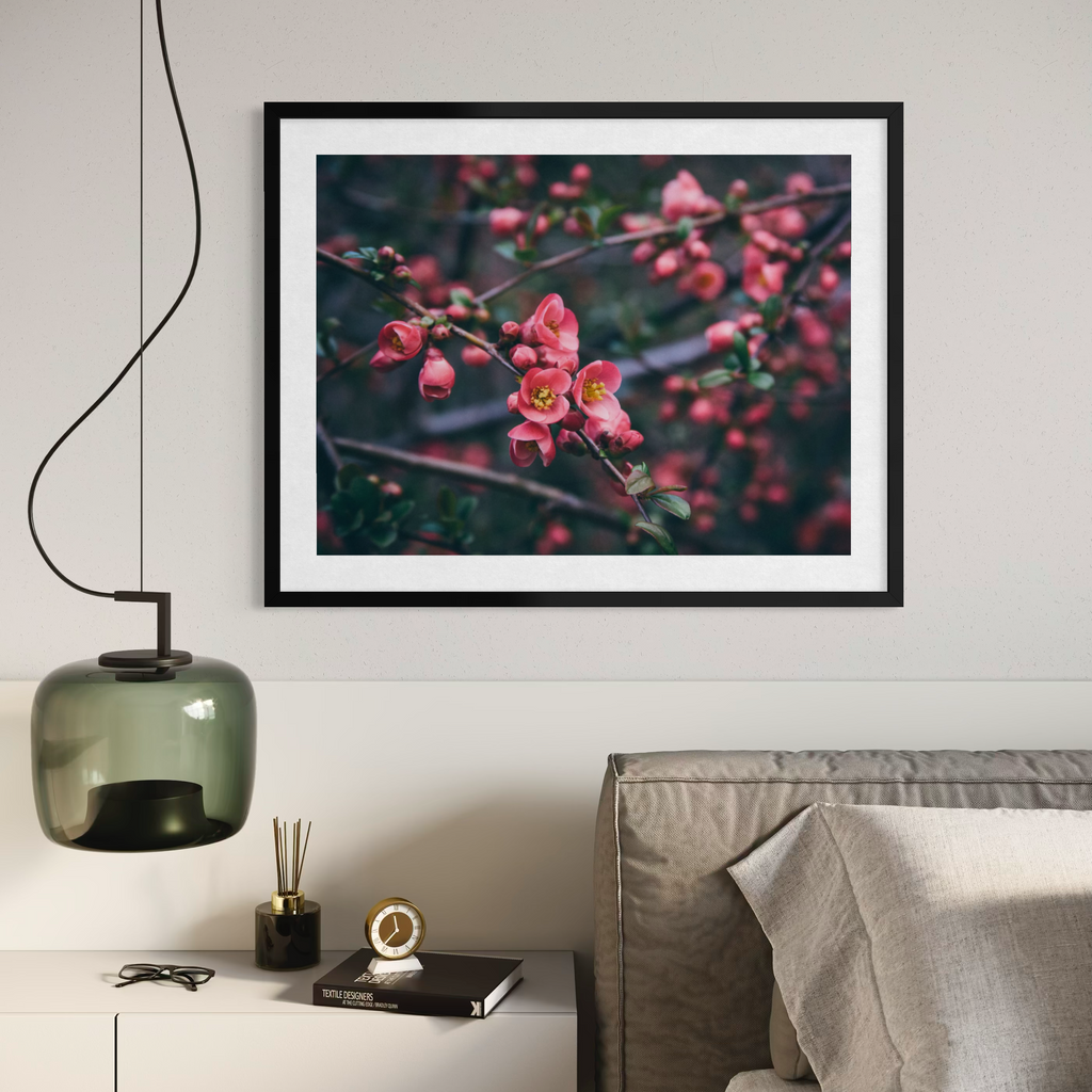Sakura in Bloom