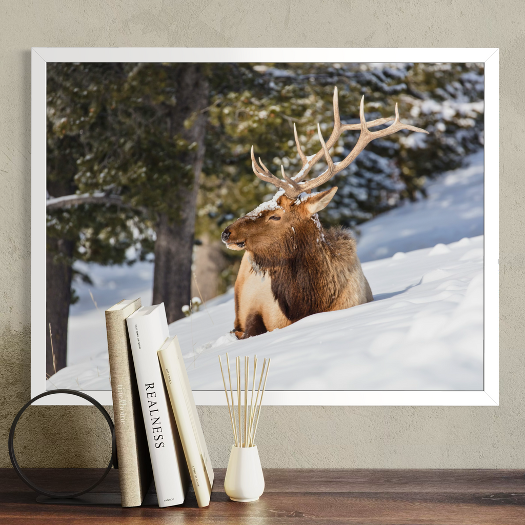 A white framed wall art print showing a brown elk resting in deep snow with pine trees in the background, displayed above a wooden surface with books and a small vase in a styled interior setting.