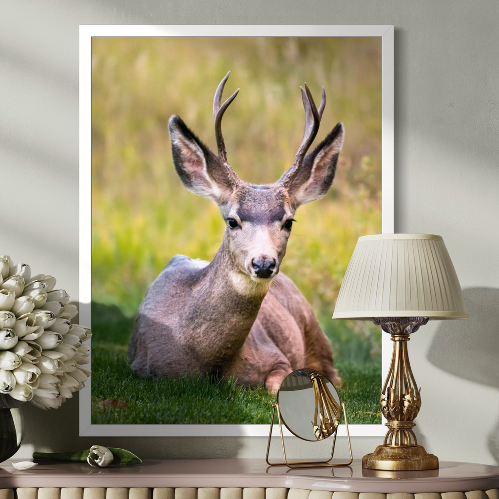California Mule Deer