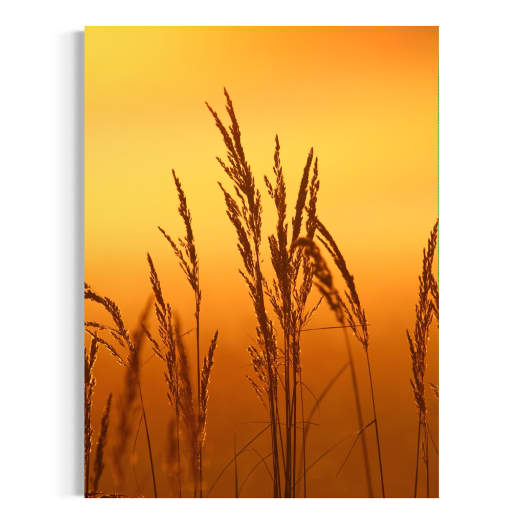 Sunset Reeds