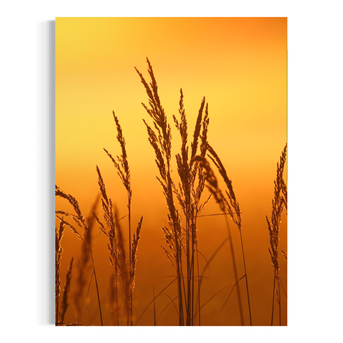 Sunset Reeds