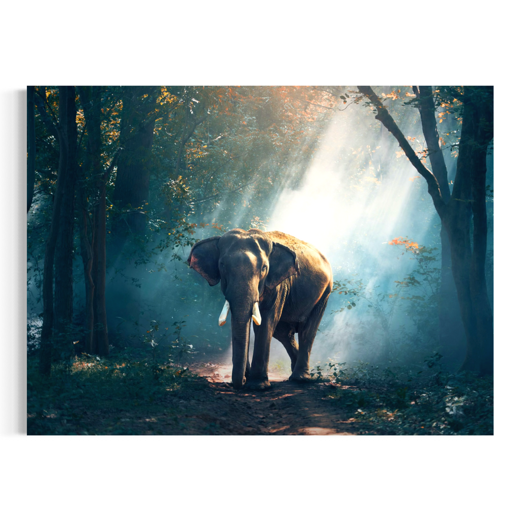 Elephant in the Wild