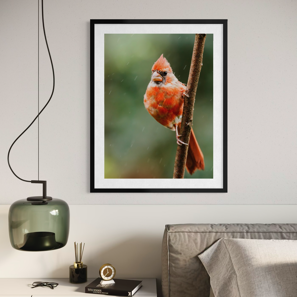 Northern Cardinal I