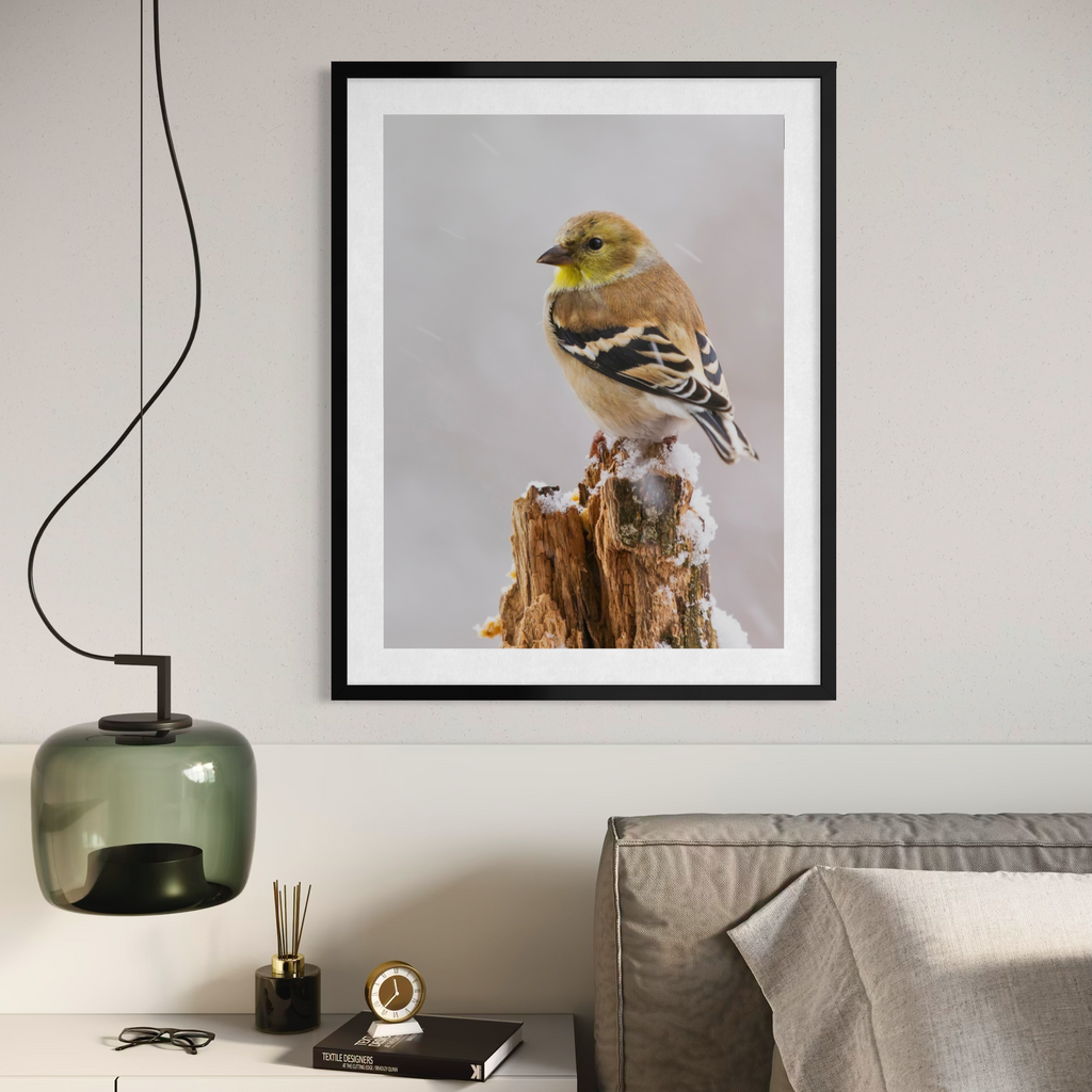 Winter Goldfinch