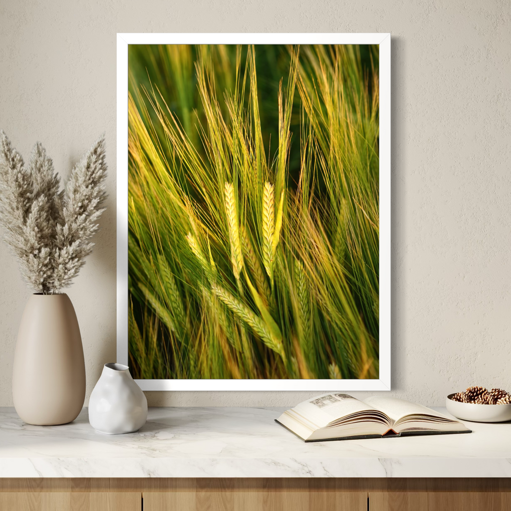 Barley in Bloom