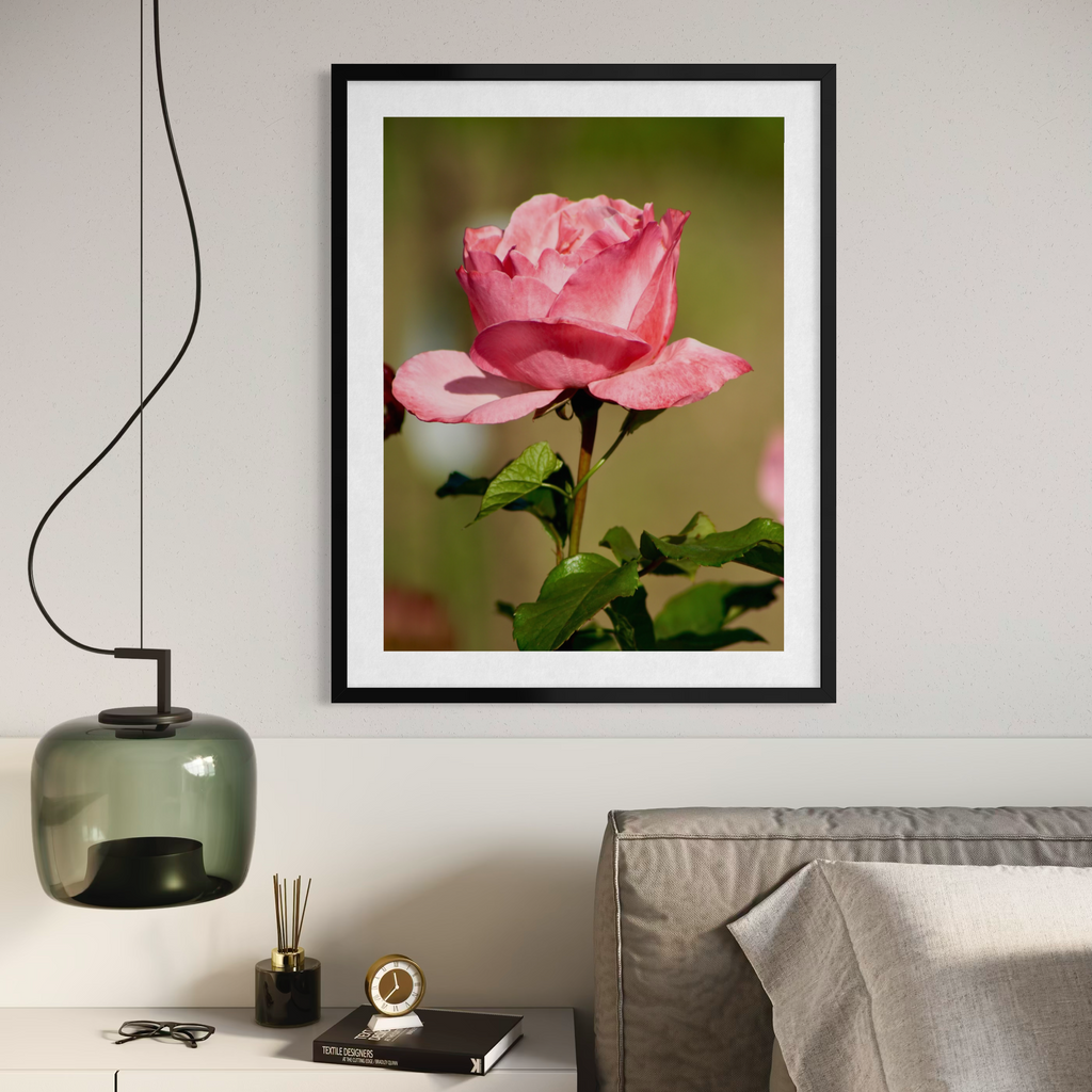 Rose ensoleillée