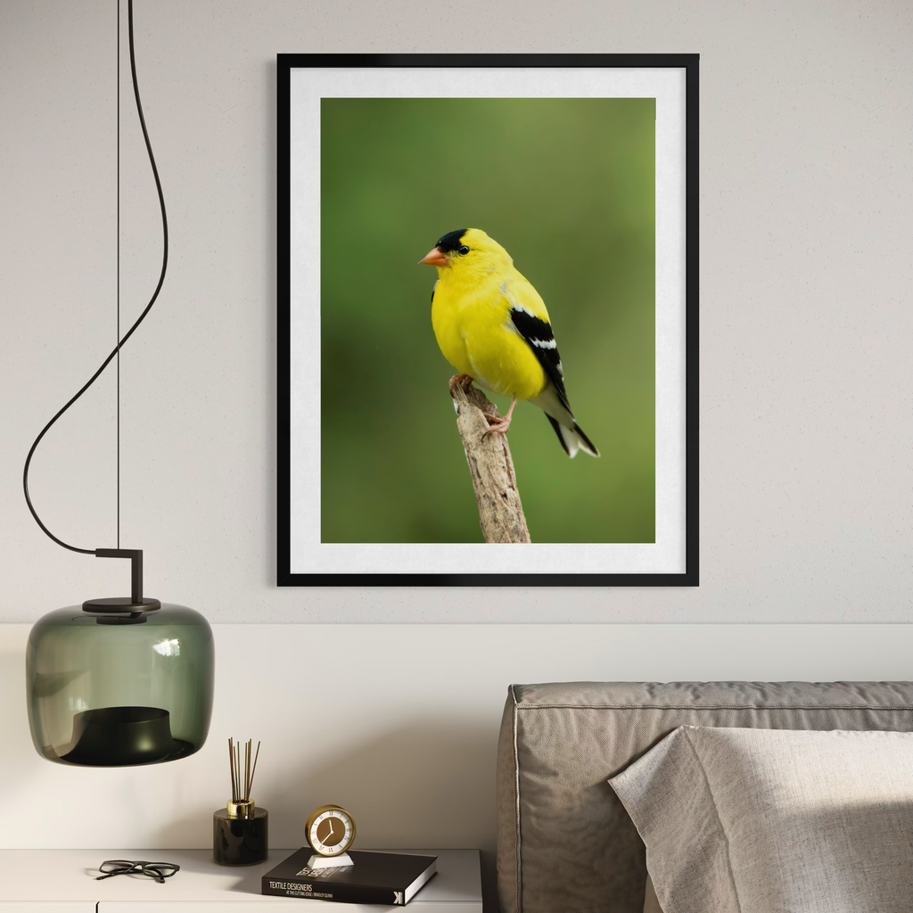 Summertime Goldfinch