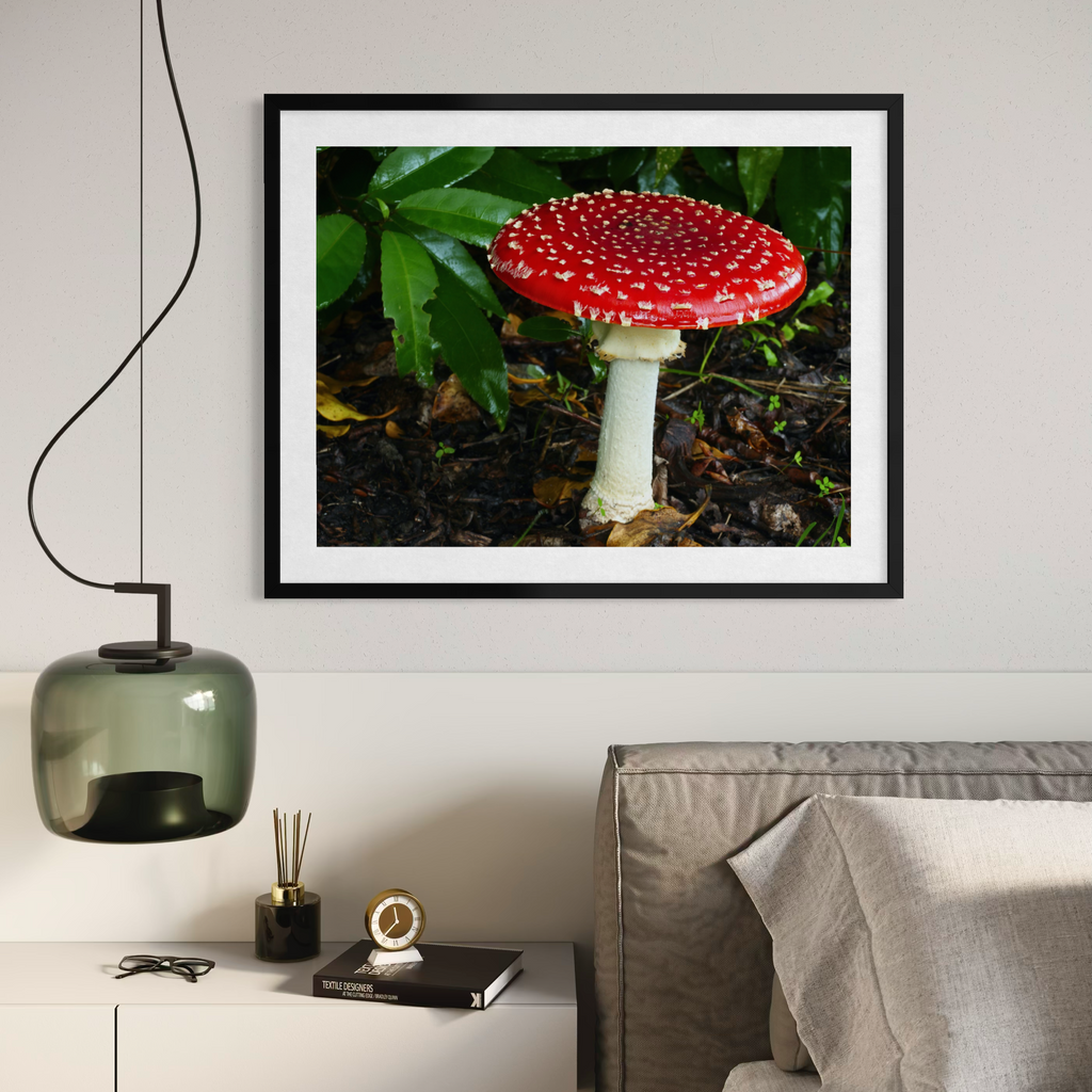 Amanita en ascenso